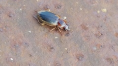 Tanystoma maculicolle