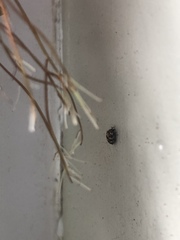 Bostrichoidea