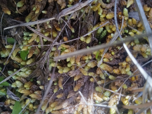 Sphagnum cyclophyllum observed 2026-03-11