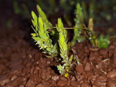 Lysimachia linum-stellatum