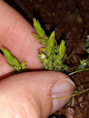Lysimachia linum-stellatum