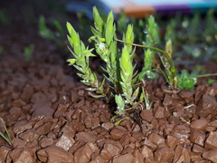 Lysimachia linum-stellatum