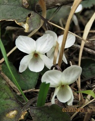 Viola alba alba