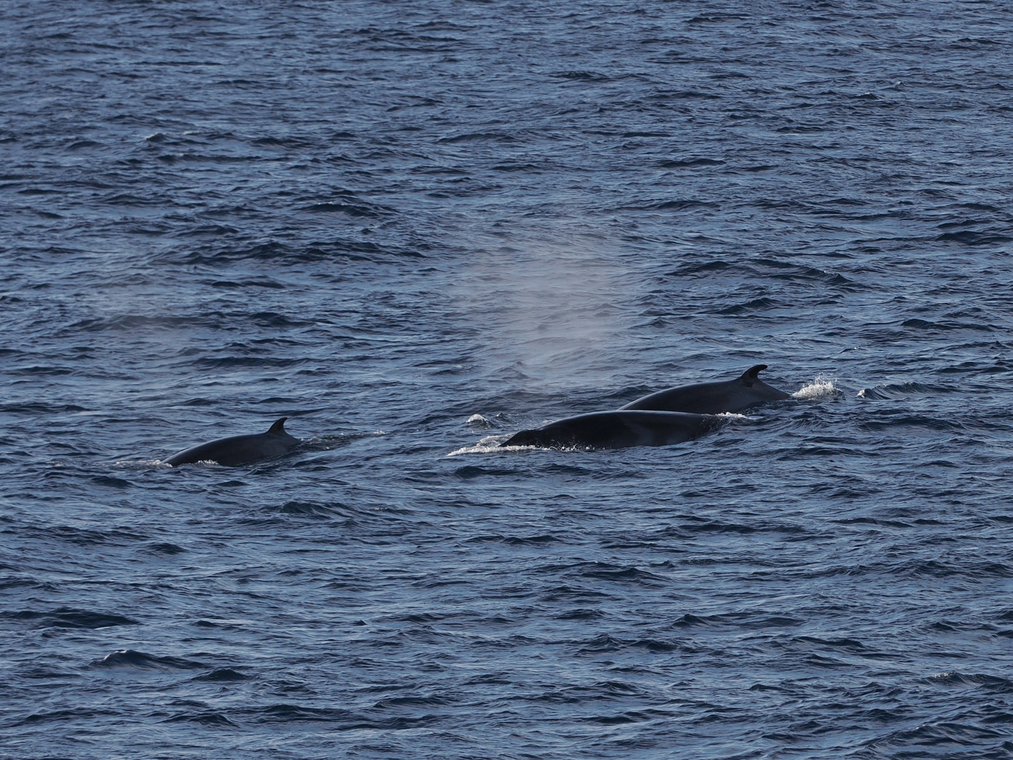 Balaenoptera bonaerensis