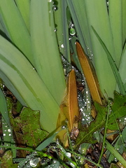 Asphodelus cerasiferus