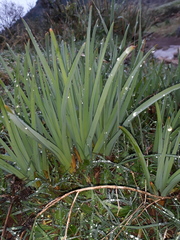 Asphodelus cerasiferus