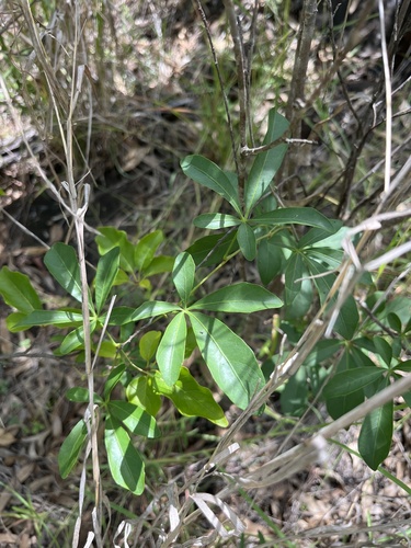 Pepper Vine