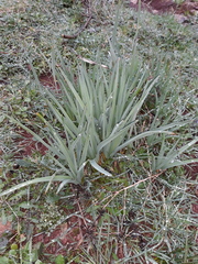 Asphodelus cerasiferus