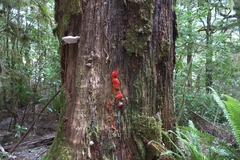 Aurantiporus pulcherrimus