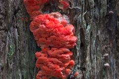Aurantiporus pulcherrimus