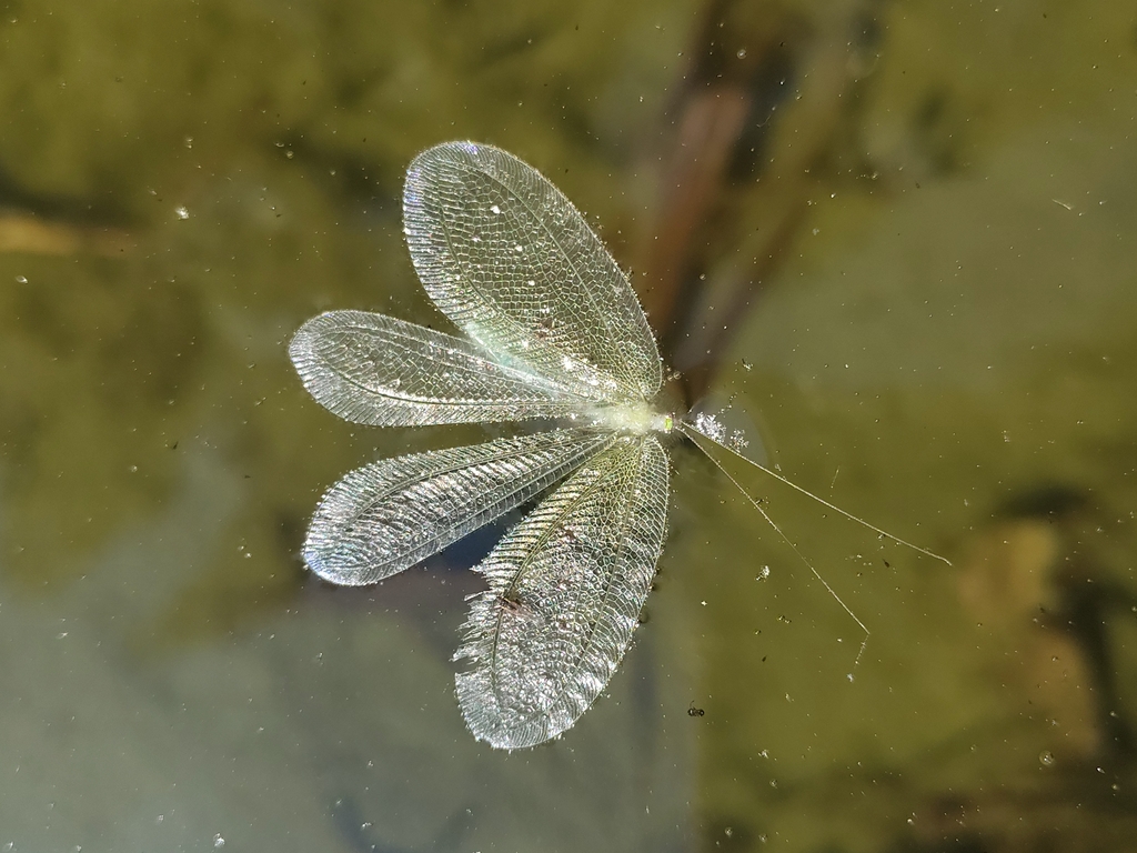 Joguina constellata