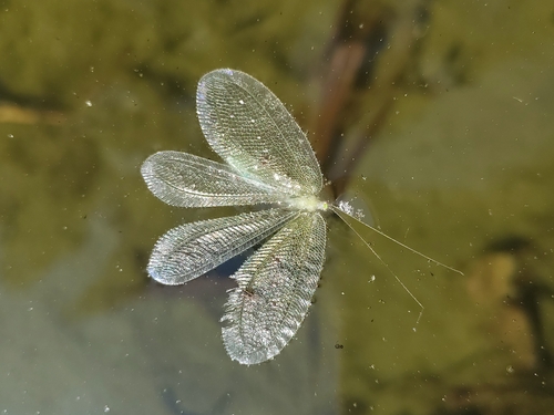 Joguina constellata