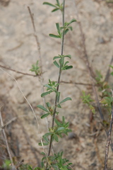 Psoralea decumbens