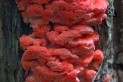 Aurantiporus pulcherrimus