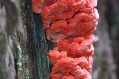 Aurantiporus pulcherrimus