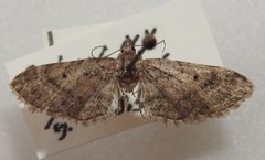 Eupithecia palpata