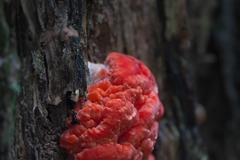 Aurantiporus pulcherrimus