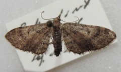 Eupithecia palpata