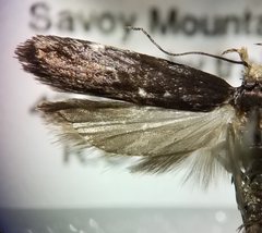 Chionodes hapsus
