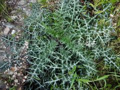 Echinops spinosissimus