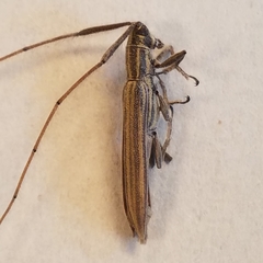 Hippopsis lemniscata