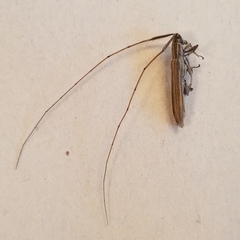 Hippopsis lemniscata