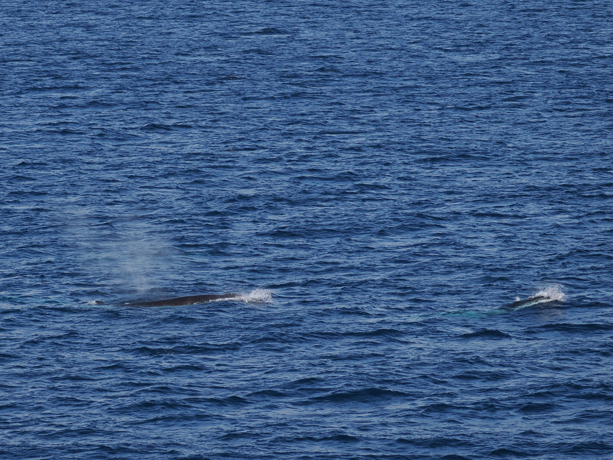 Balaenoptera bonaerensis