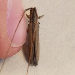 Hippopsis lemniscata