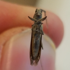 Hippopsis lemniscata