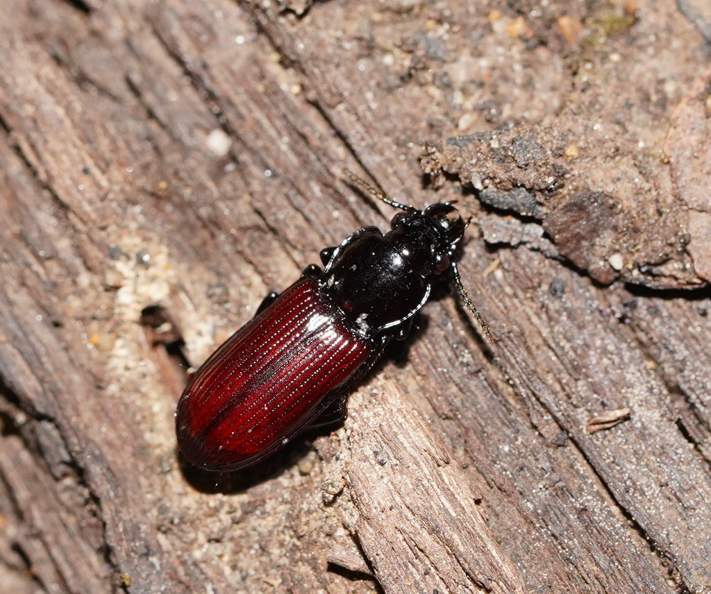Melisodera