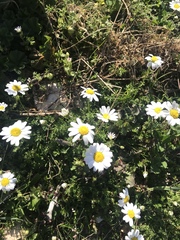 Anthemis chia