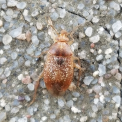 Agnocoris