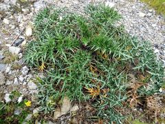 Echinops spinosissimus