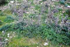 Echinops spinosissimus