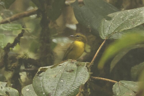 Choco Warbler (Myiothlypis chlorophrys), photo 2