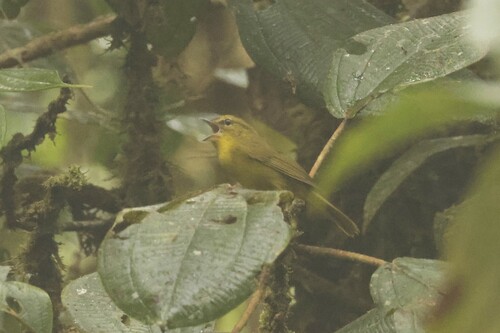 Choco Warbler (Myiothlypis chlorophrys), photo 9