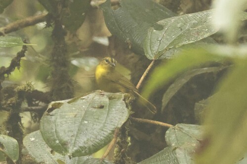 Choco Warbler (Myiothlypis chlorophrys), photo 2