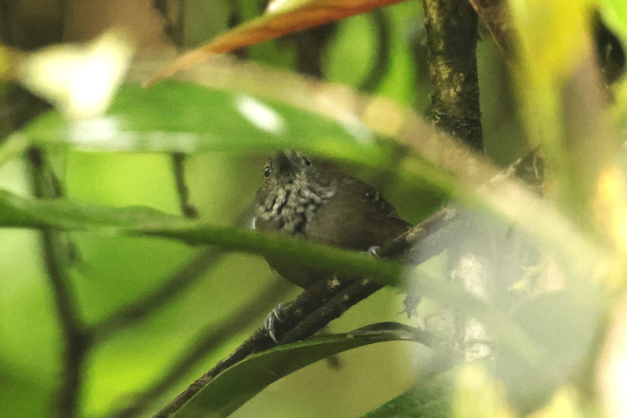 Checker-throated Stipplethroat (Epinecrophylla fulviventris), photo 7