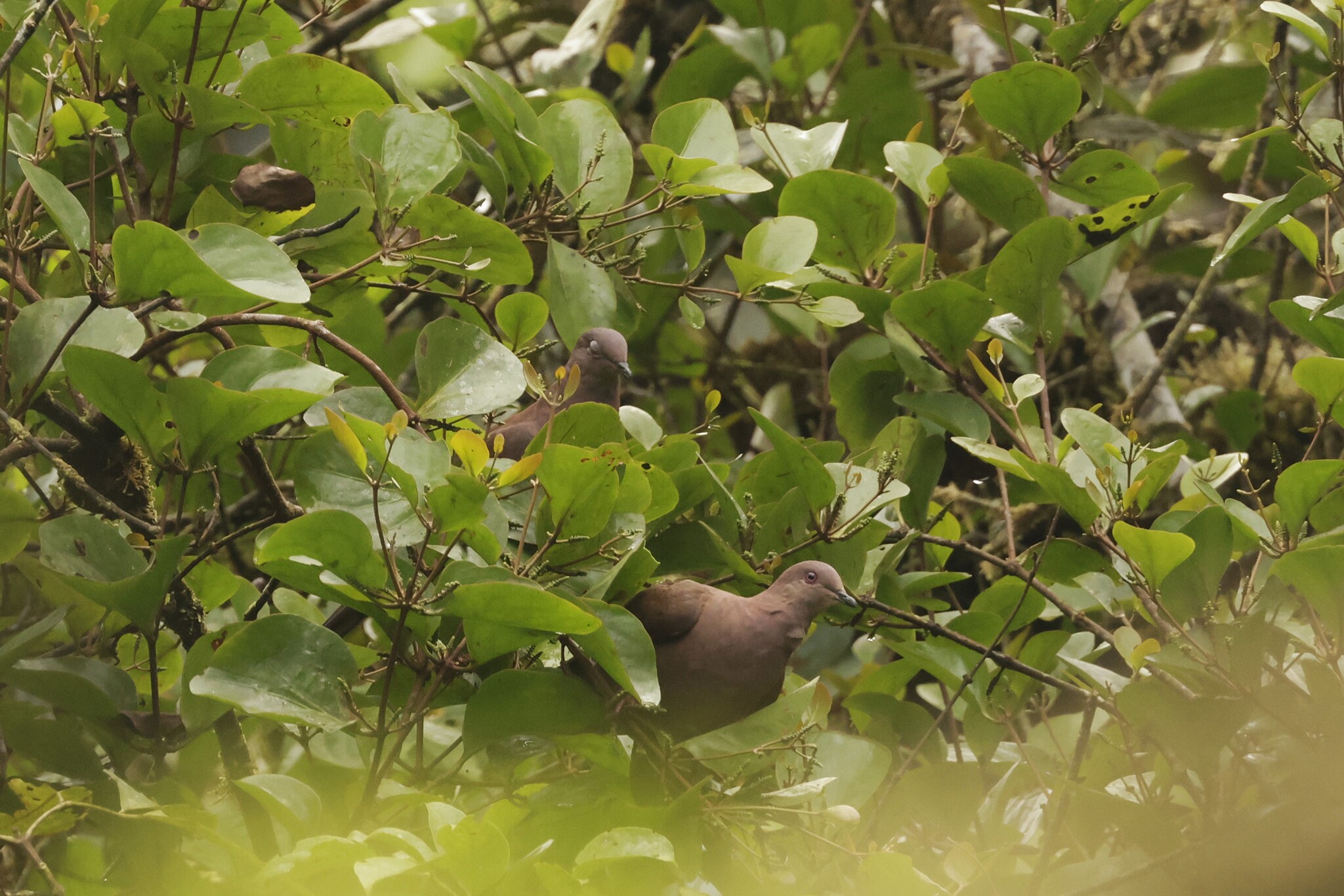Ruddy Pigeon (Patagioenas subvinacea), photo 2