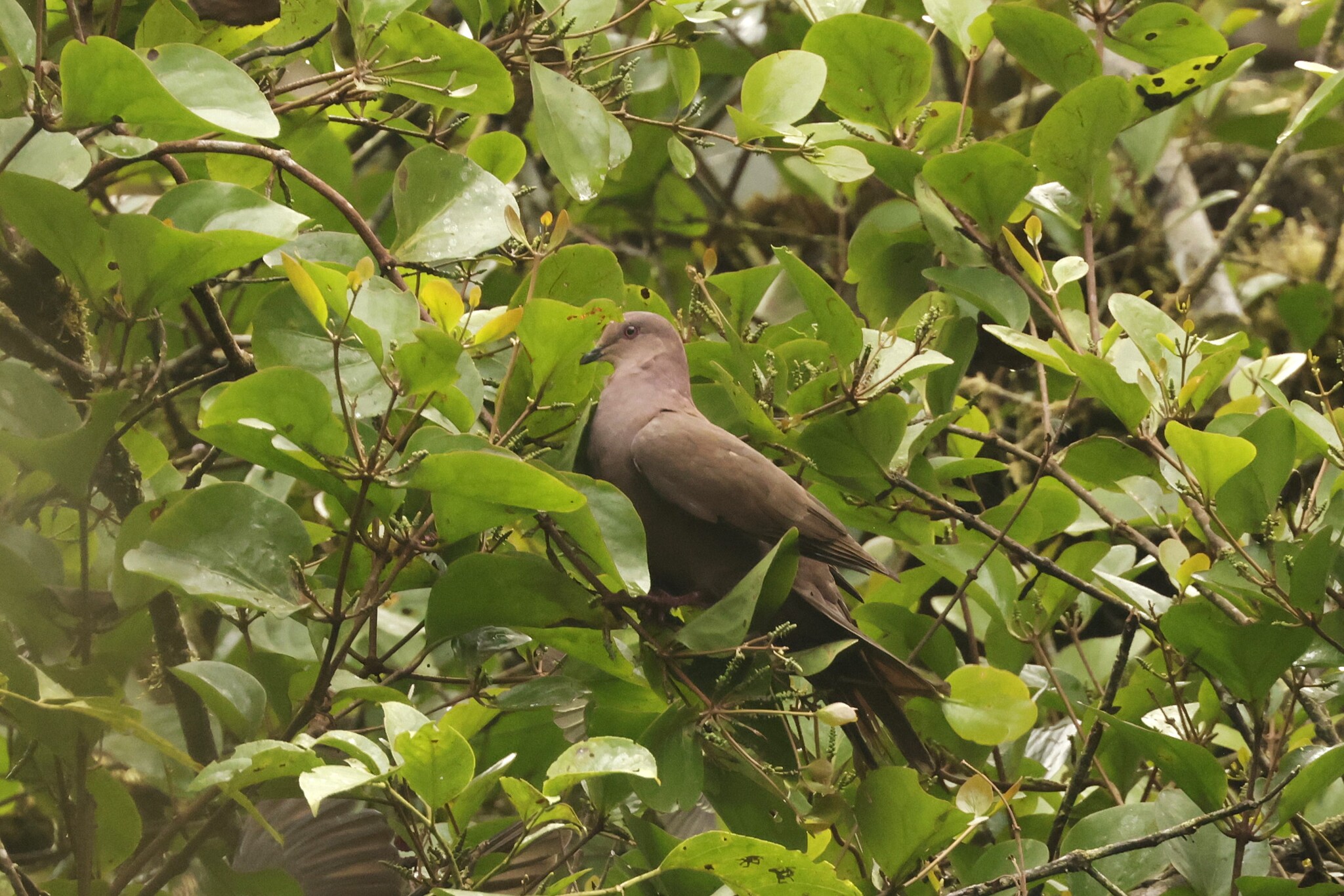 Ruddy Pigeon (Patagioenas subvinacea), photo 3