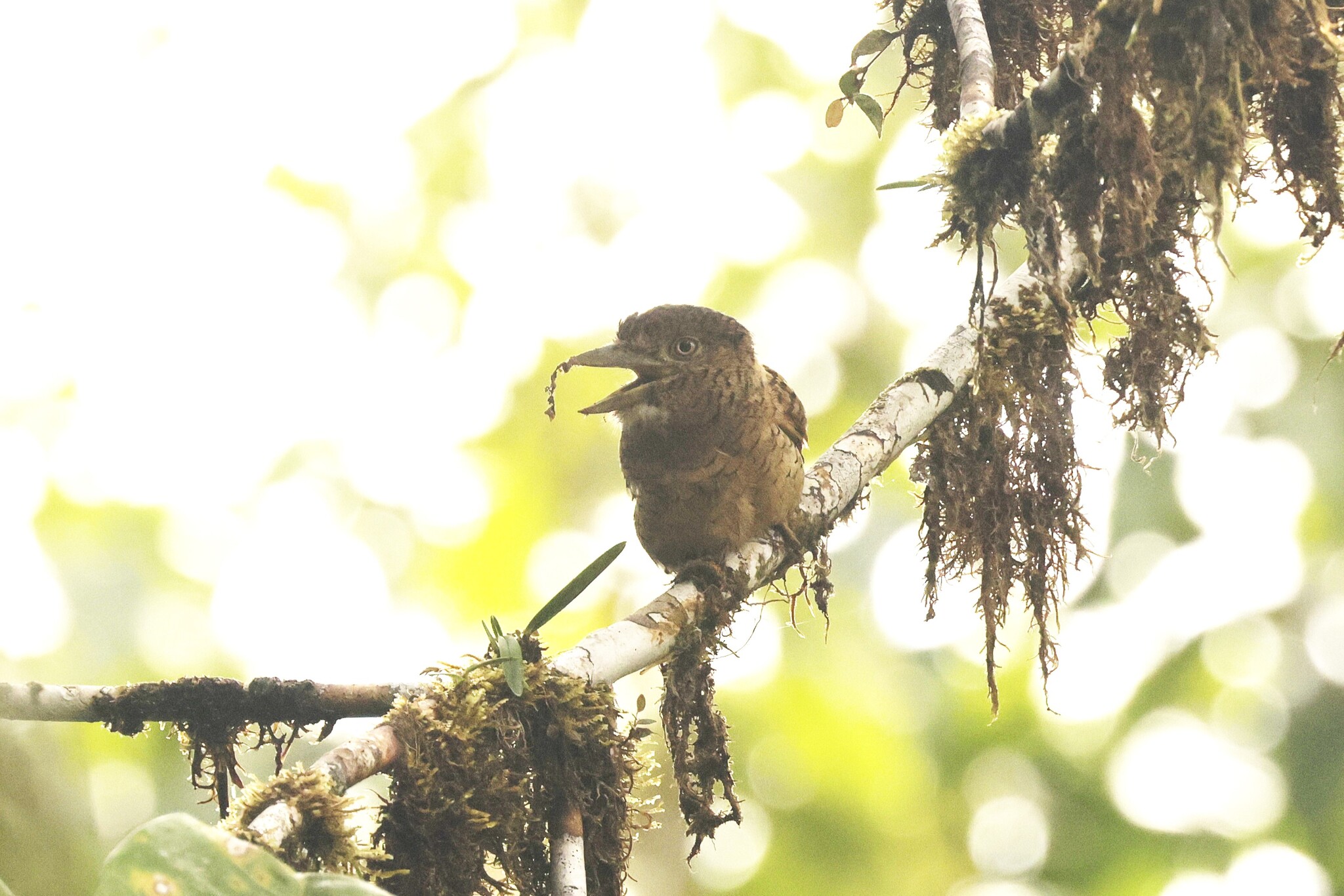 Barred Puffbird (Nystalus radiatus), photo 7