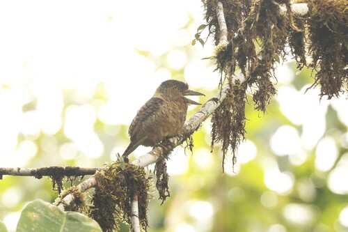 Barred Puffbird (Nystalus radiatus), photo 10