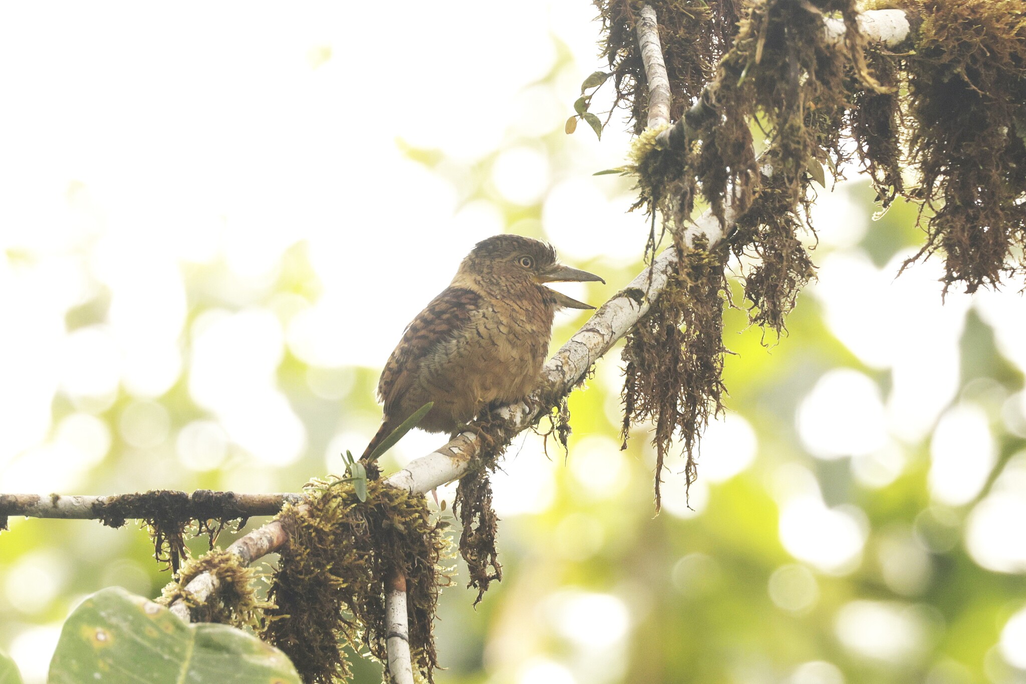 Barred Puffbird (Nystalus radiatus), photo 8