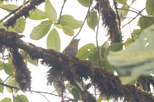 Yellow-throated Chlorospingus (Chlorospingus flavigularis)