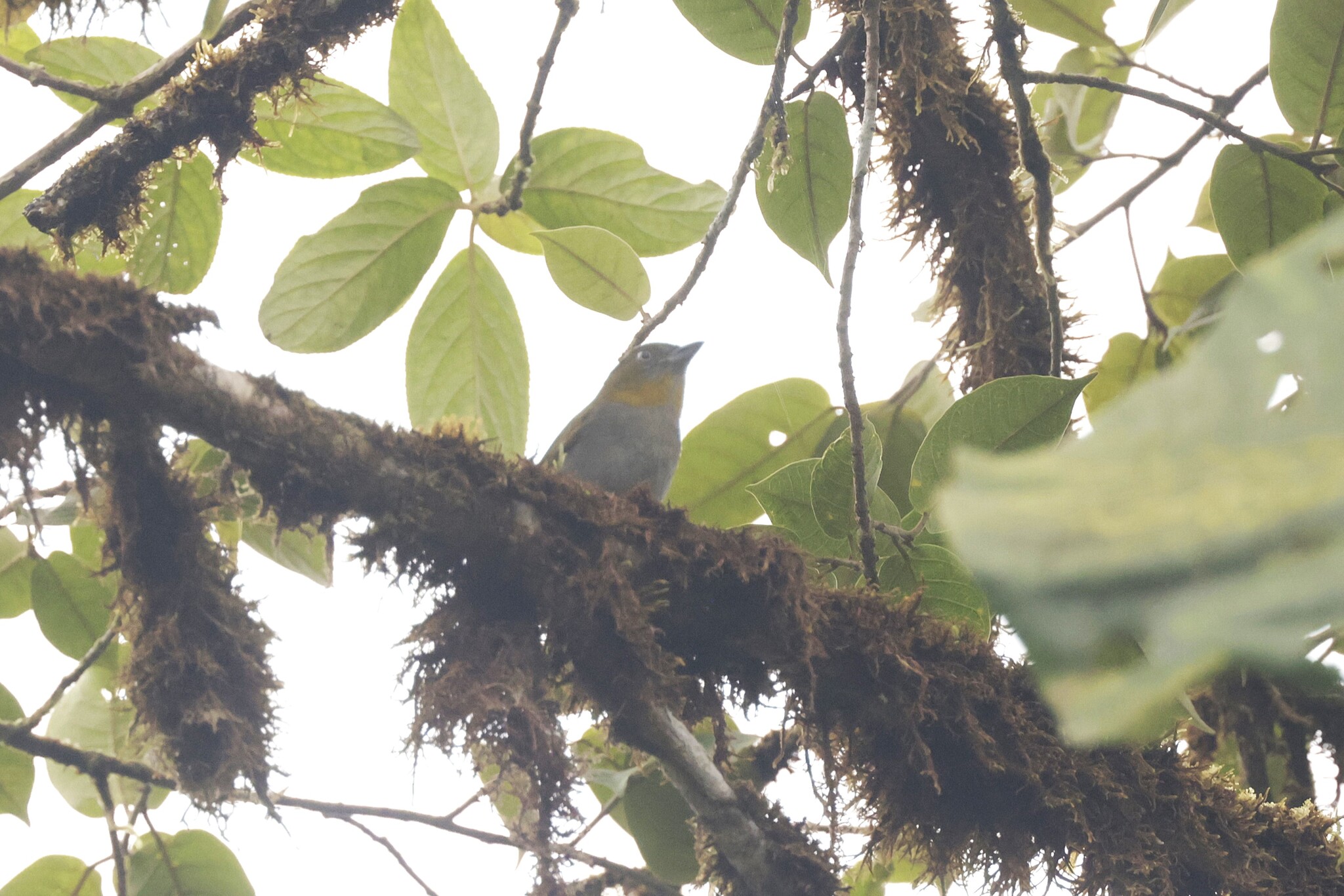 Yellow-throated Chlorospingus (Chlorospingus flavigularis), photo 1