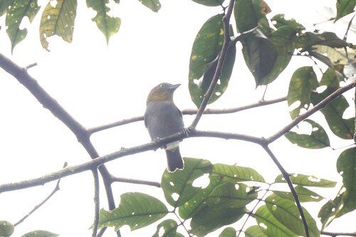Yellow-throated Chlorospingus (Chlorospingus flavigularis), photo 4