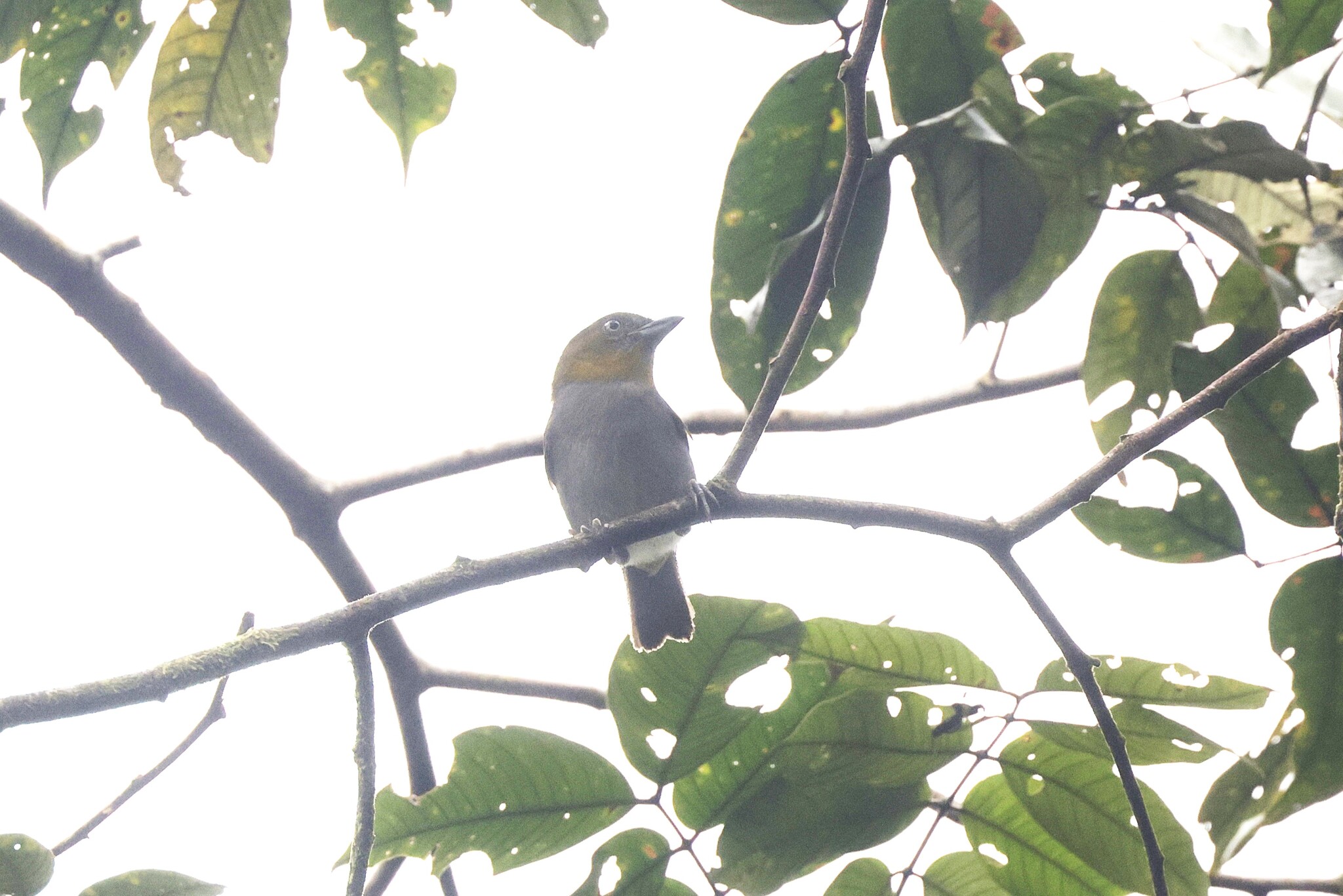 Yellow-throated Chlorospingus (Chlorospingus flavigularis), photo 2