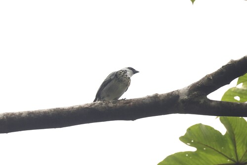 Grey-and-gold Tanager (Poecilostreptus palmeri), photo 3