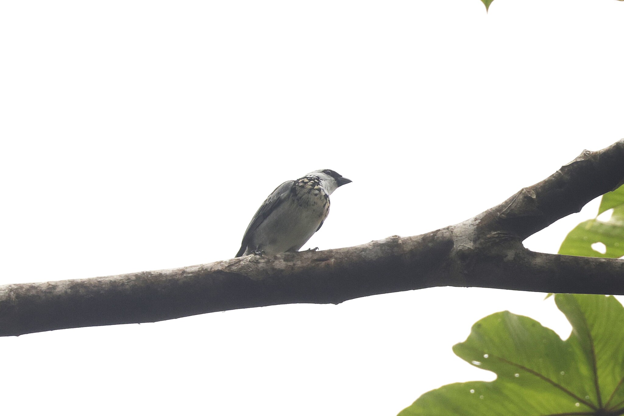 Grey-and-gold Tanager (Poecilostreptus palmeri), photo 1