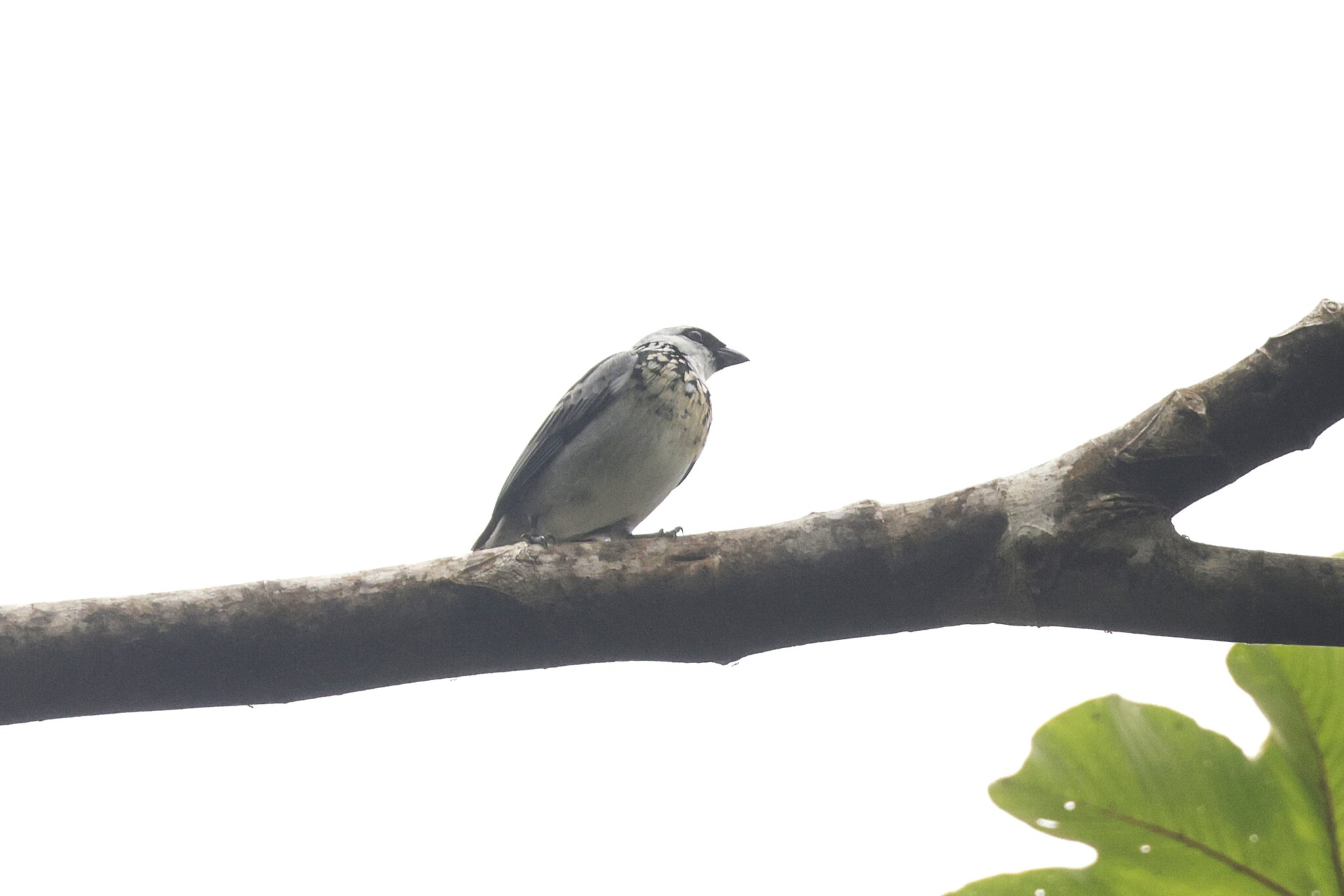Grey-and-gold Tanager (Poecilostreptus palmeri), photo 2
